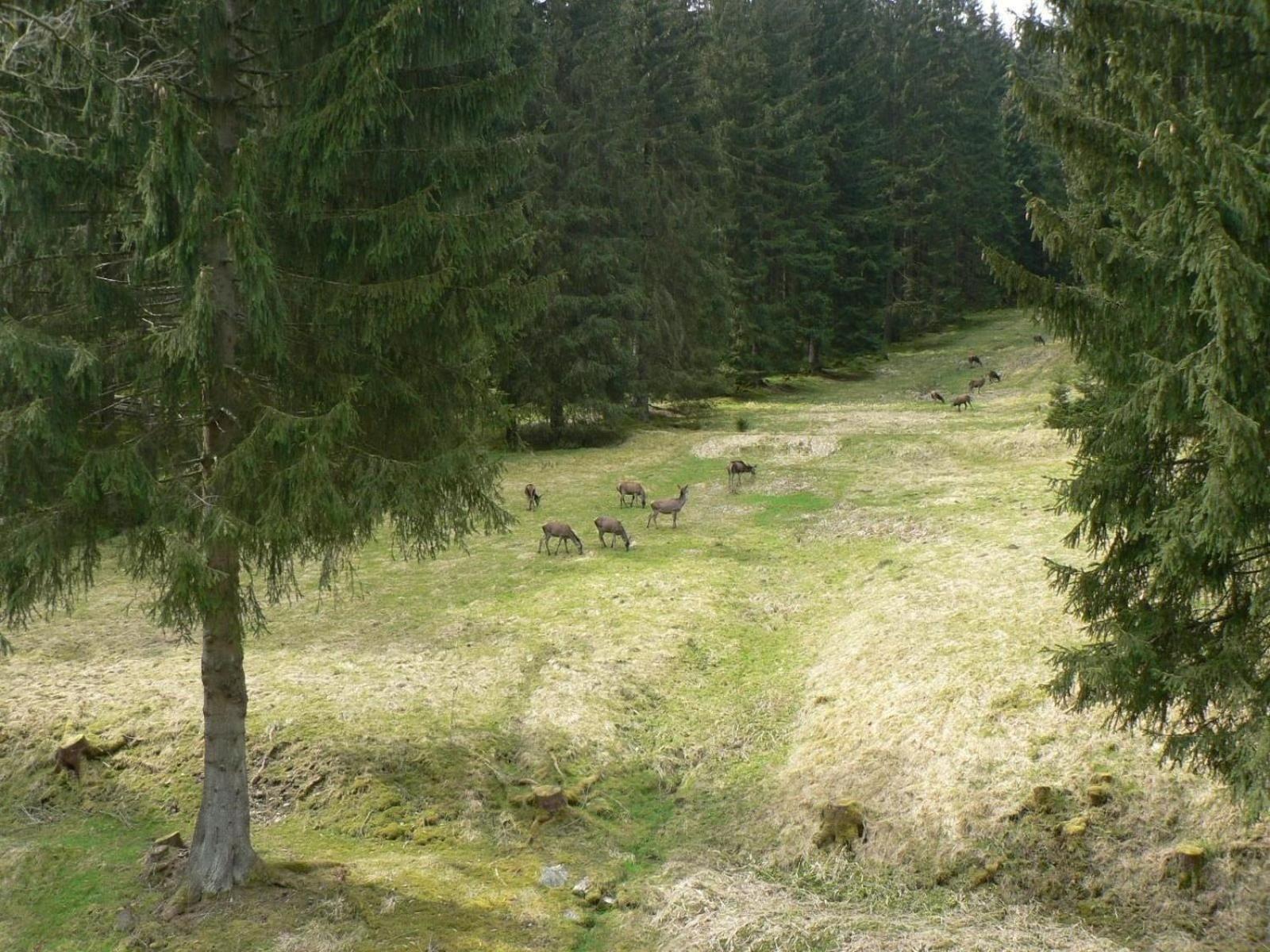 Ferienhaus Fuer 6 Personen Im Thueringer Wald Grossbreitenbach 外观 照片